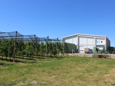 Jabike i kruške OPG Vesna Bašić