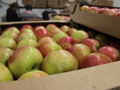 Jabike i kruške OPG Vesna Bašić