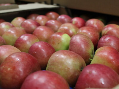 Jabike i kruške OPG Vesna Bašić