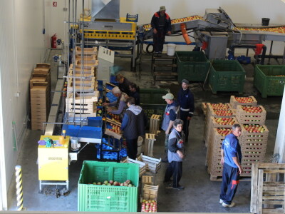 Jabike i kruške OPG Vesna Bašić