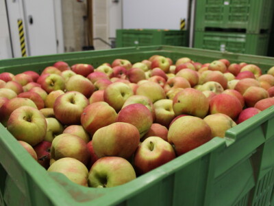 Jabike i kruške OPG Vesna Bašić