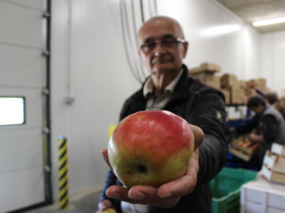 Jabike i kruške OPG Vesna Bašić