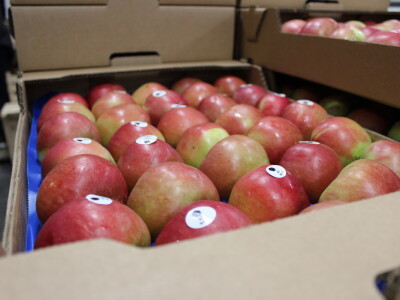 Jabike i kruške OPG Vesna Bašić