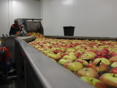 Jabike i kruške OPG Vesna Bašić