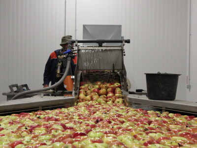 Jabike i kruške OPG Vesna Bašić