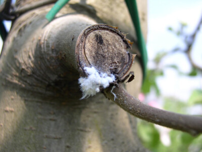 Po ovoj bijeloj prevlaci voćari znaju da je stablo napala jabučna krvava uš Po ovoj bijeloj prevlaci voćari znaju da je stablo napala jabučna krvava uš
