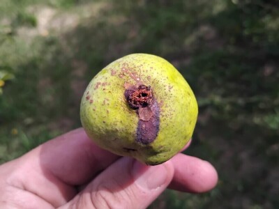 Jabučni savijač napada kruške