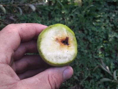 Jabučni savijač napada kruške