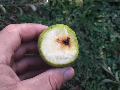 Jabučni savijač napada kruške