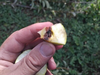 Jabučni savijač napada kruške