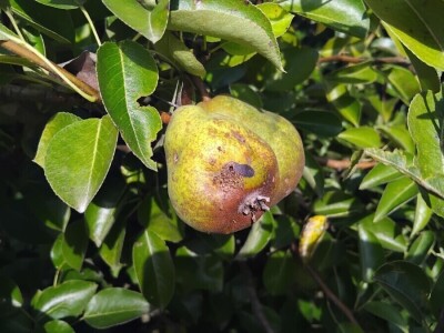 Jabučni savijač napada kruške