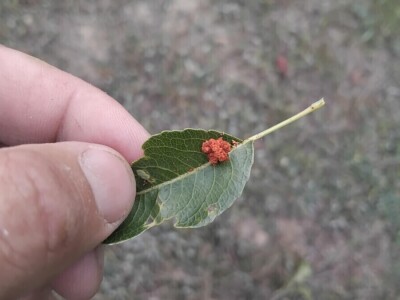 Jabučni savijač napada kruške