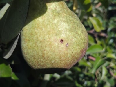 Jabučni savijač napada kruške