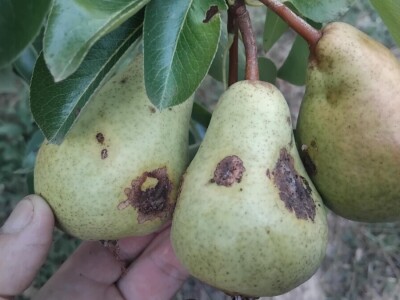 Jabučni savijač napada kruške