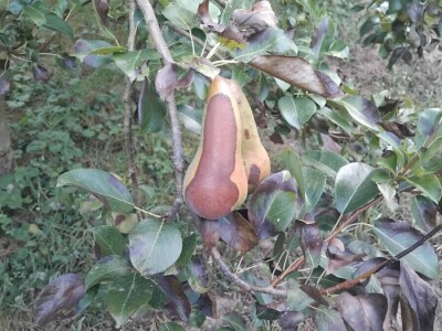 Jabučni savijač napada kruške