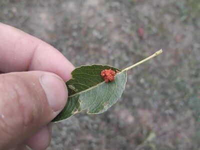Jabučni savijač napada kruške