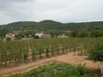 Plantaža jabuka OPG-a Majić-Zec (1550 stabala)