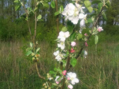 mlada jabuka mlada jabuka