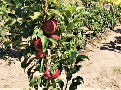 Vrt sa stotinama biljaka