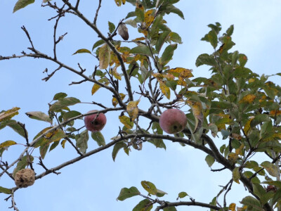 On je junak, a ona šefica! Eldin i Armina Muhović prepoznali blagodati sela