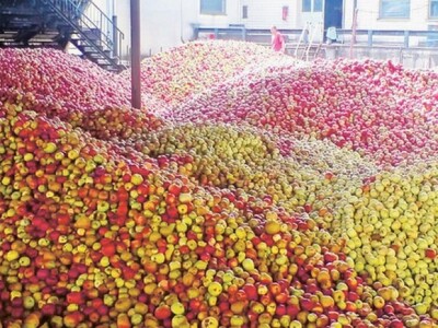 Jabuka &quot;budimka&quot;