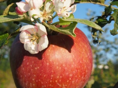 Jabuka s cvijetom