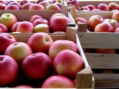 Jabuke iz hladnjače