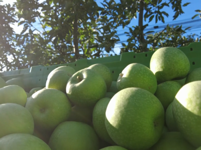 Jabuke iz Arilja - loša godina