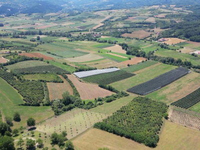 Jabuke iz Arilja - loša godina