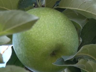 Jabuke iz Arilja - loša godina