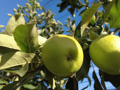 Jabuke iz Arilja - loša godina