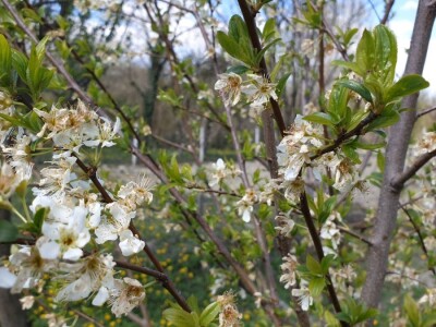 Jabuke nakon noćašnjeg mraza