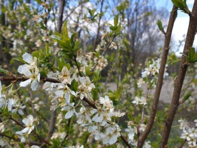 Jabuke nakon noćašnjeg mraza
