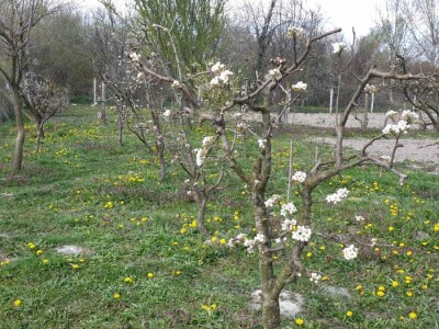 Jabuke nakon noćašnjeg mraza
