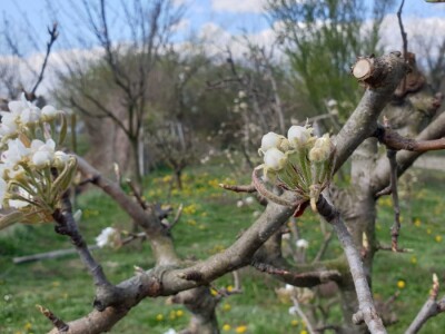 Jabuke nakon noćašnjeg mraza