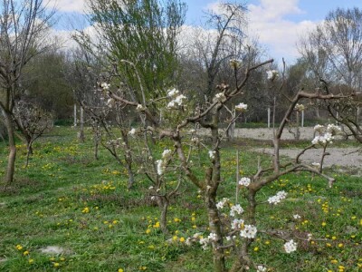 Jabuke nakon noćašnjeg mraza