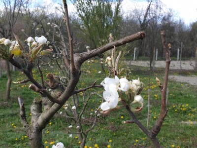 Jabuke nakon noćašnjeg mraza