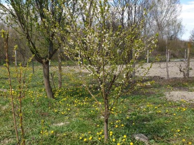 Jabuke nakon noćašnjeg mraza