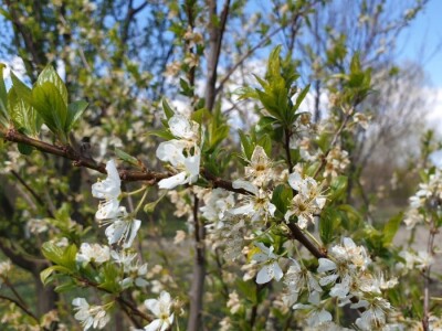 Jabuke nakon noćašnjeg mraza