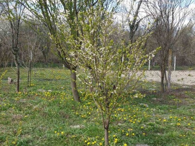 Jabuke nakon noćašnjeg mraza