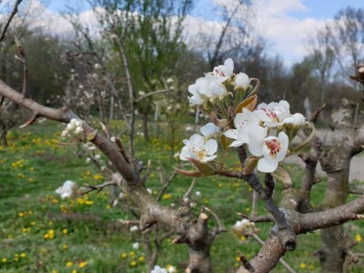 Jabuke nakon noćašnjeg mraza
