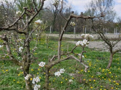 Jabuke nakon noćašnjeg mraza