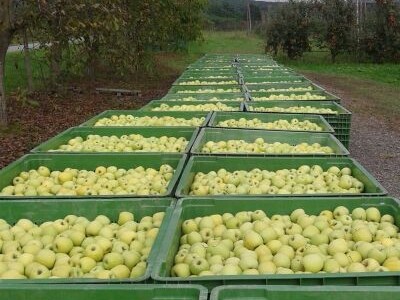 Jabuke u integriranoj proizvodnji