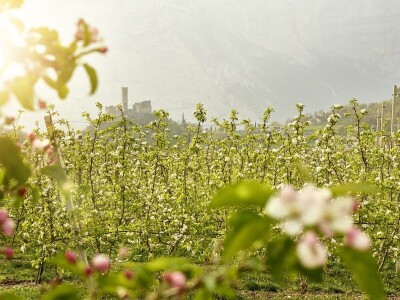 Jabuke u Južnom Tirolu Jabuke u Južnom Tirolu