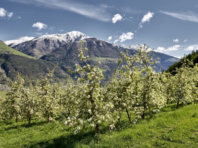 Jabuke u Južnom Tirolu Jabuke u Južnom Tirolu