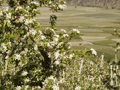 Jabuke u Južnom Tirolu