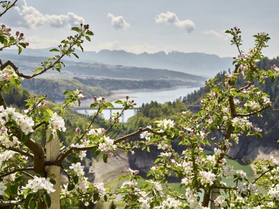 Jabuke u Južnom Tirolu Jabuke u Južnom Tirolu