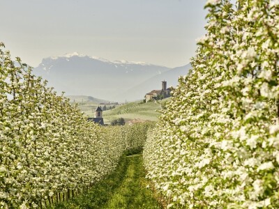 Jabuke u Južnom Tirolu Jabuke u Južnom Tirolu