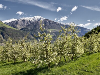 Jabuke u Južnom Tirolu