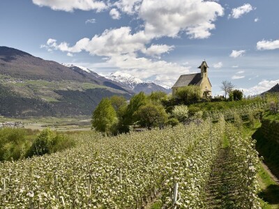 Jabuke u Južnom Tirolu